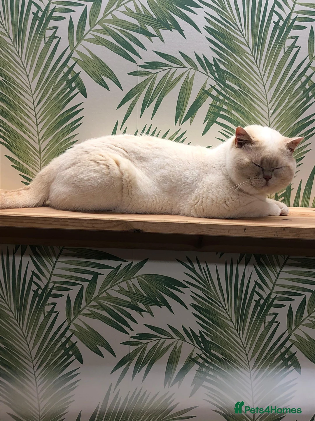 British Shorthair cats for stud: Cream of la crop! Blood group B. GCCF/TICA reg  - Advert 11