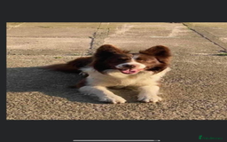 Border Collie dogs for sale: Border collie puppies  - Image 13