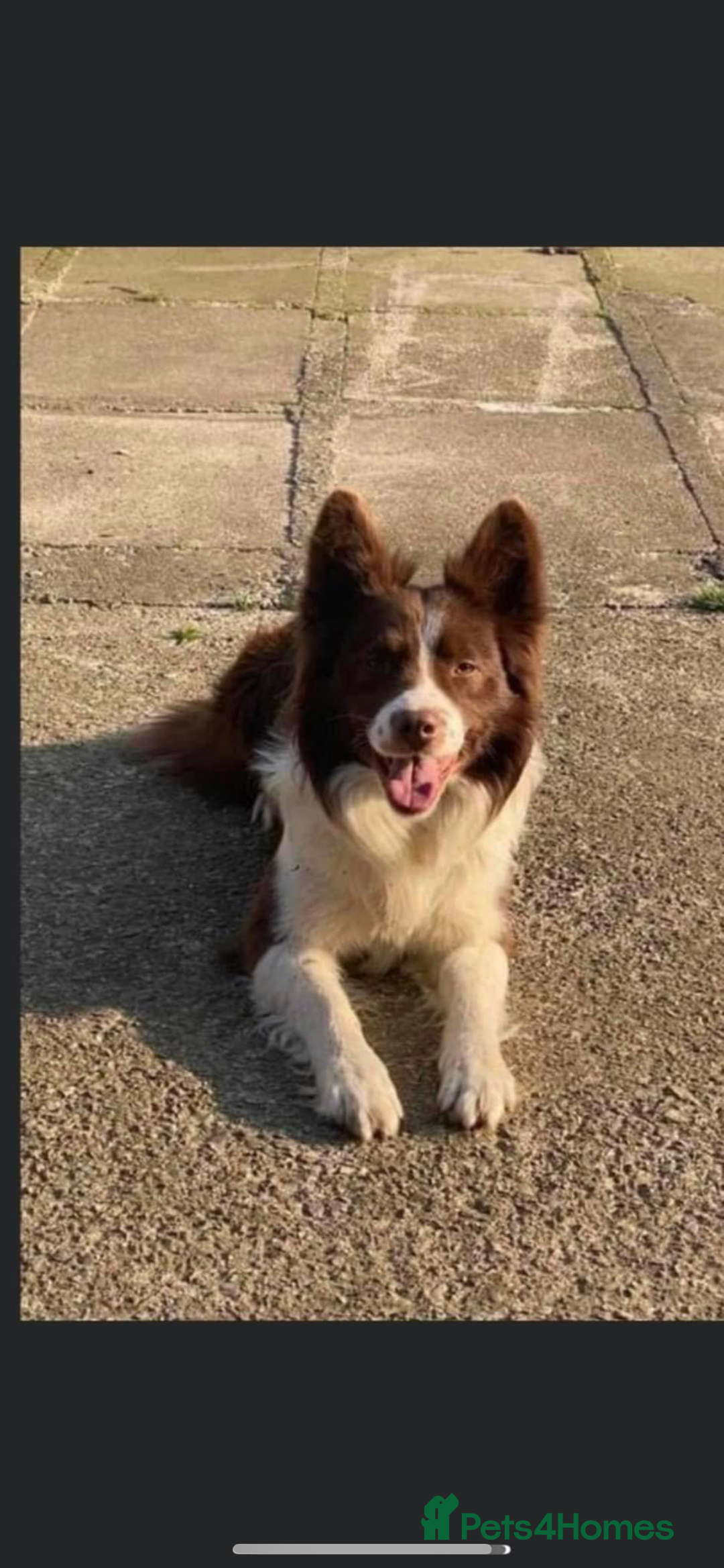 Border Collie dogs for sale: Border collie puppies  - Image 13
