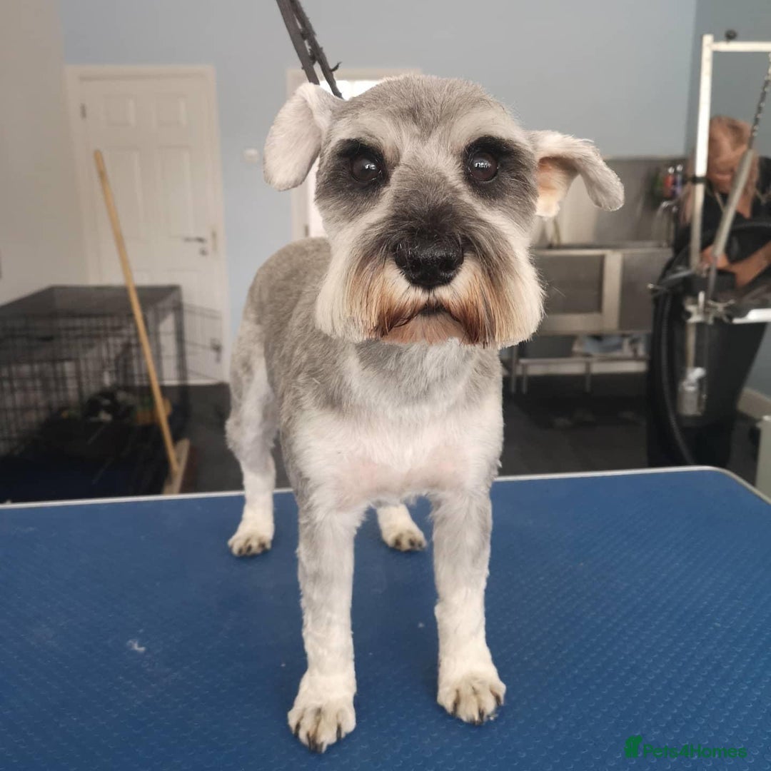 Miniature Schnauzer dogs for sale: 7 year old miniature schnauzer  - Advert 5