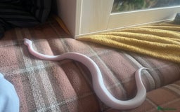 Python Snake reptiles for sale: Two Juvenile Ball Pythons + Vivarium Setup - Image 3