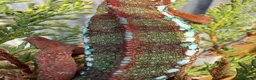 Chameleon reptiles for sale: Panther Chameleon  - Advert 5