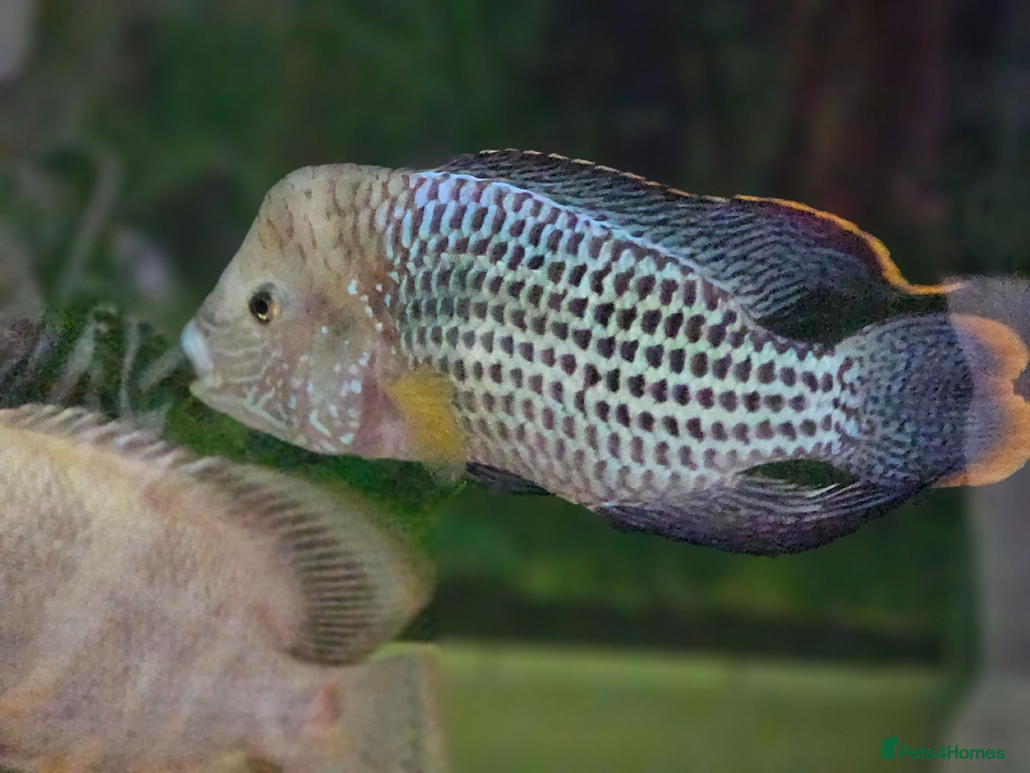 Cichlids fish Green terror cichlid and Oscar - Advert 3