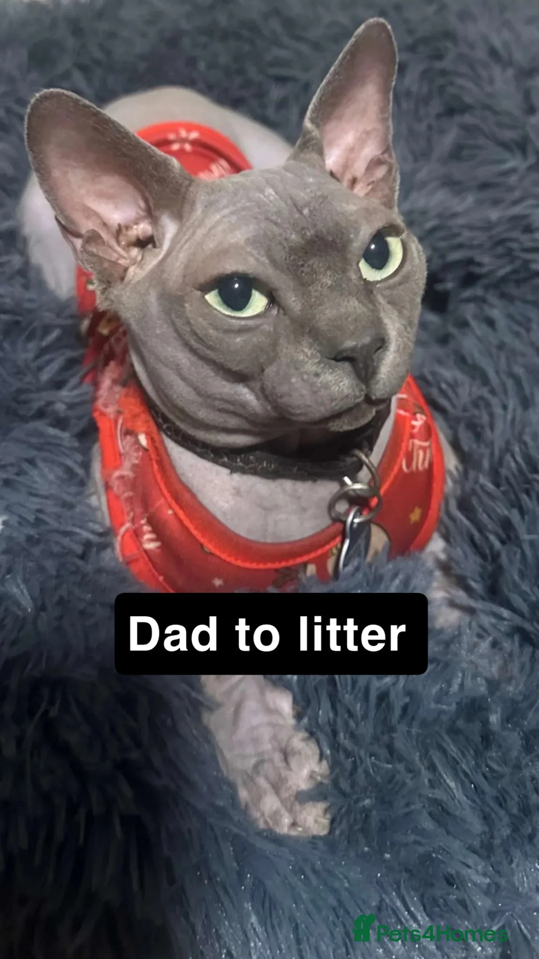 Sphynx cats for sale: Sphynx kittens  - Advert 2