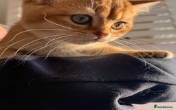 British Shorthair cats for sale: Early BLACK FRIDAY deal available  - Image 15