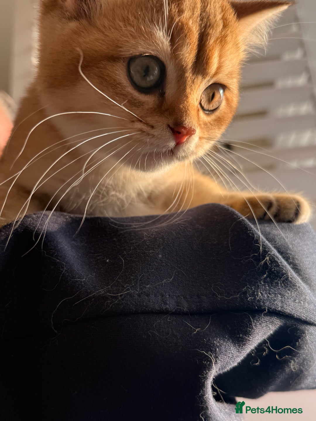 British Shorthair cats for sale: Early BLACK FRIDAY deal available  - Image 15