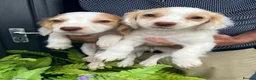 Cocker Spaniel dogs for sale: Cocker spaniel puppies  in Bedlington - Advert 14