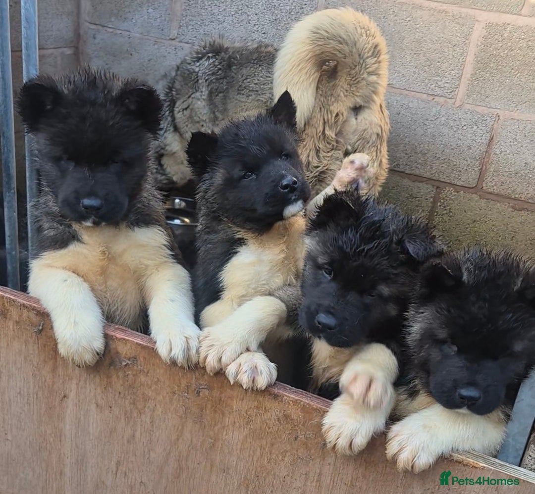 Akita dogs AMERICAN AKITA BLACK MASK BEARS - Advert 3