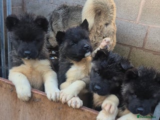 Akita dogs AMERICAN AKITA BLACK MASK BEARS - Advert 3