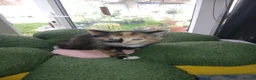 Mixed Breed cats for sale: Kittens Ready for new homes - Advert 24