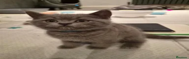 British Shorthair Blue