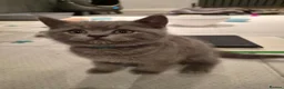 British Shorthair cats for sale: 6 Beautiful BSH Kittens - Advert 9