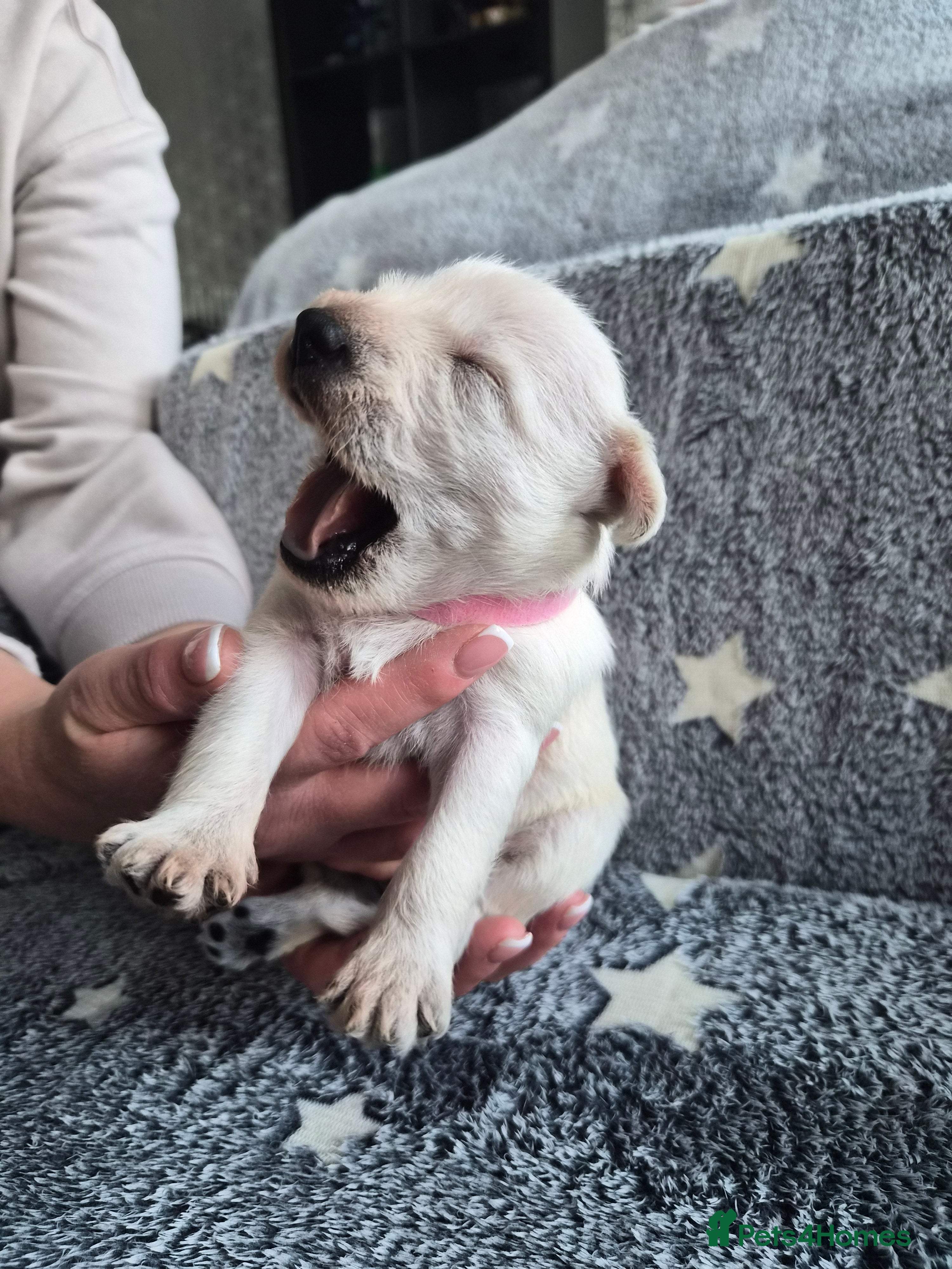 Miniature Schnauzer dogs for sale: 🐾 COCO'S BEAUTIFUL THIRD & FINAL LITTER 🐾 - Advert 7