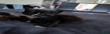 Mixed Breed Kitten 1