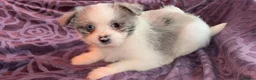 Mixed Breed dogs for sale: Maltipoo babies ready now..  - Advert 2