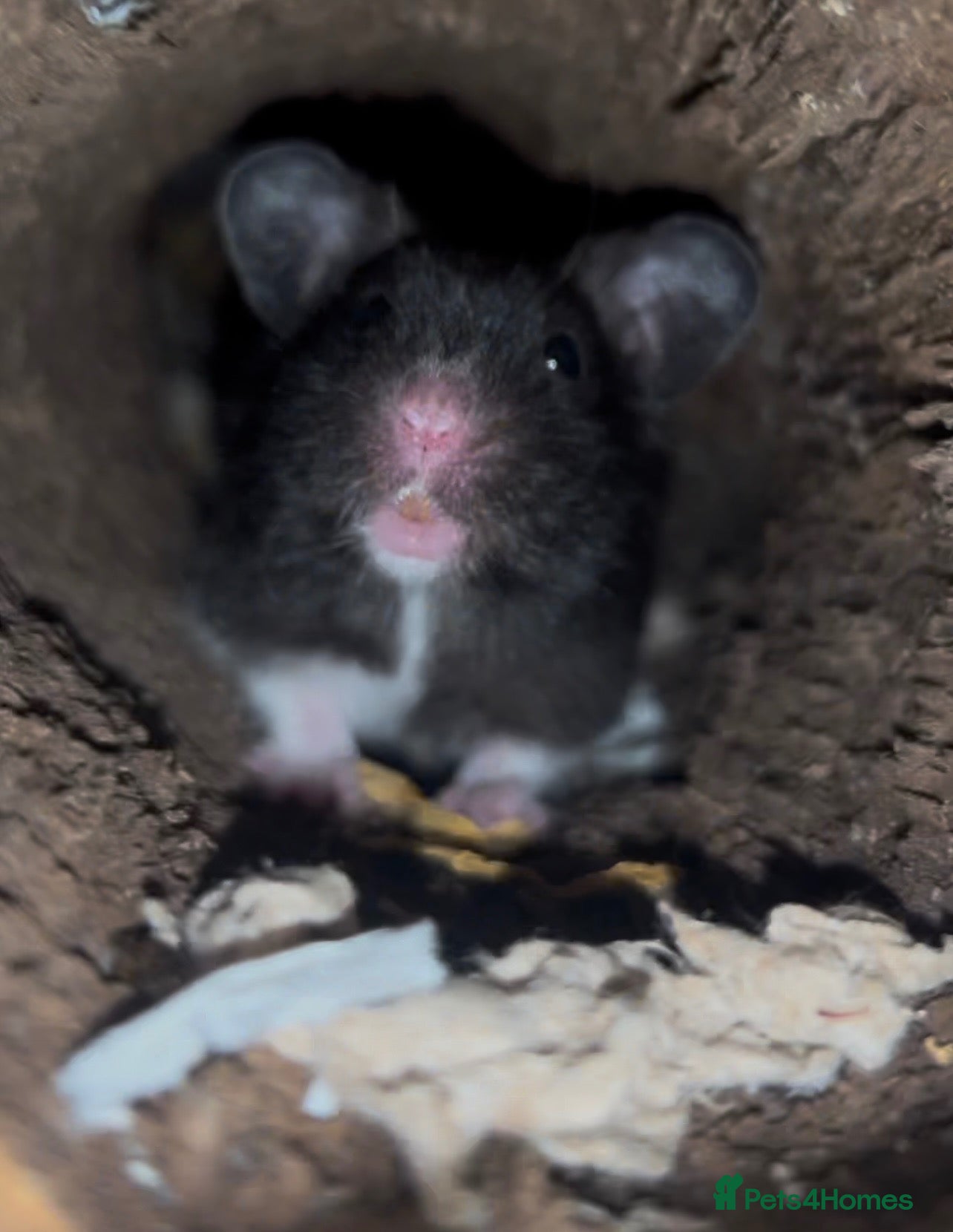 Hamster rodents MALE SYRIAN HAMSTER (WITH ENCLOSURE) - Advert 1