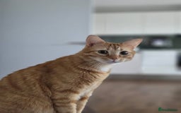 Siberian cats for sale: 2 1/2 year old Gorgeous Ginger Siberian Cross - Image 2