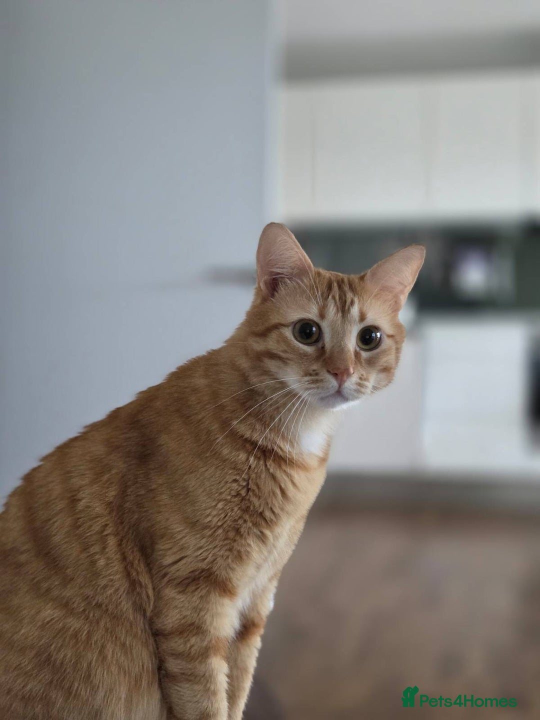 Siberian cats for sale: 2 1/2 year old Gorgeous Ginger Siberian Cross - Image 2