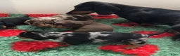 Miniature Dachshund dogs for sale: KC registered, PRA clear, Silver dapple, Male - Advert 3