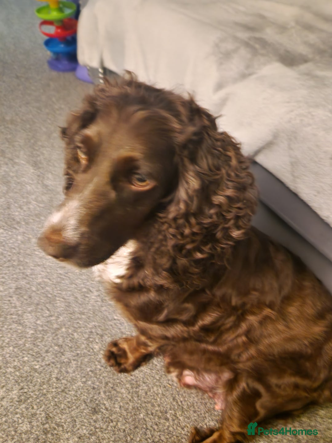 Cocker Spaniel dogs for sale: Male cocker spaniels  - Image 2