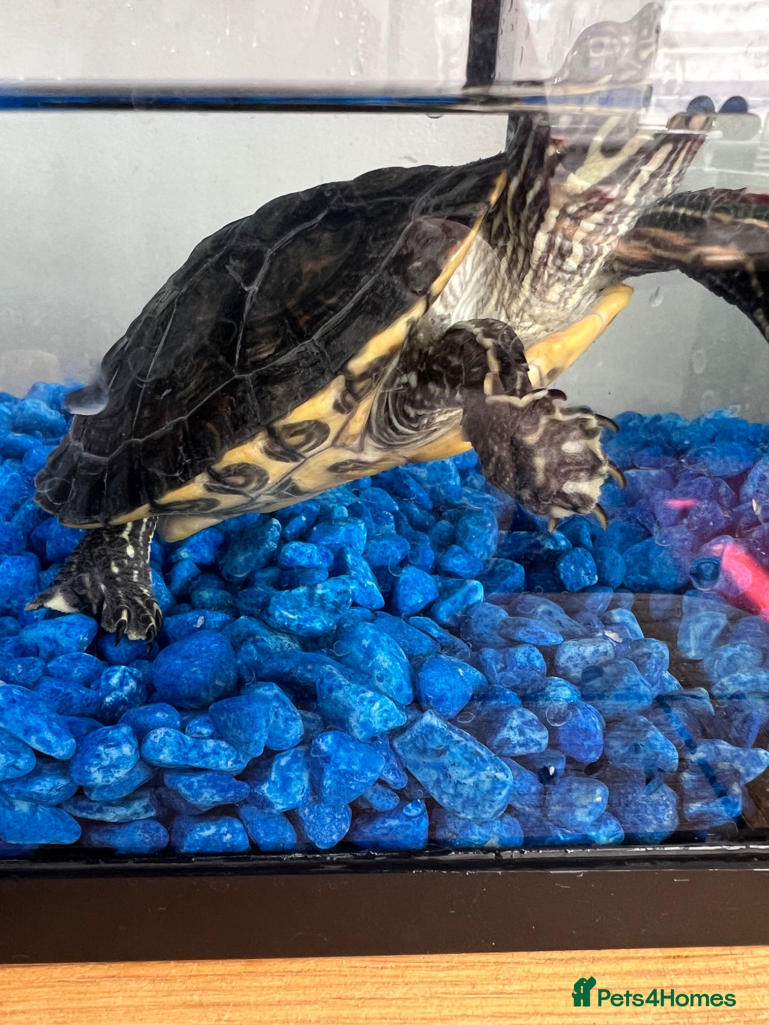 Turtle reptiles Adorable turtle  - Advert 1