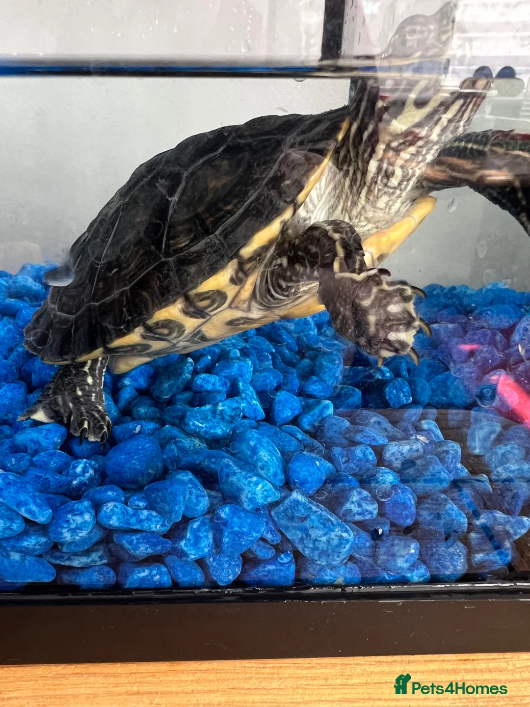 Turtle reptiles for sale: Adorable turtle  in Romford - Advert 1