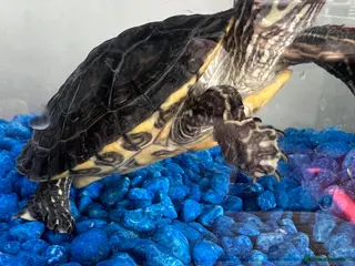 Turtle reptiles Adorable turtle - Advert 1