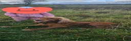 Cocker Spaniel dogs for stud: Cocker spaniel stud in Carluke - Advert 4