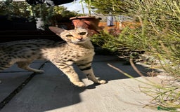 Savannah cats for sale: Beautiful F4 True to Type Savannah - Image 3