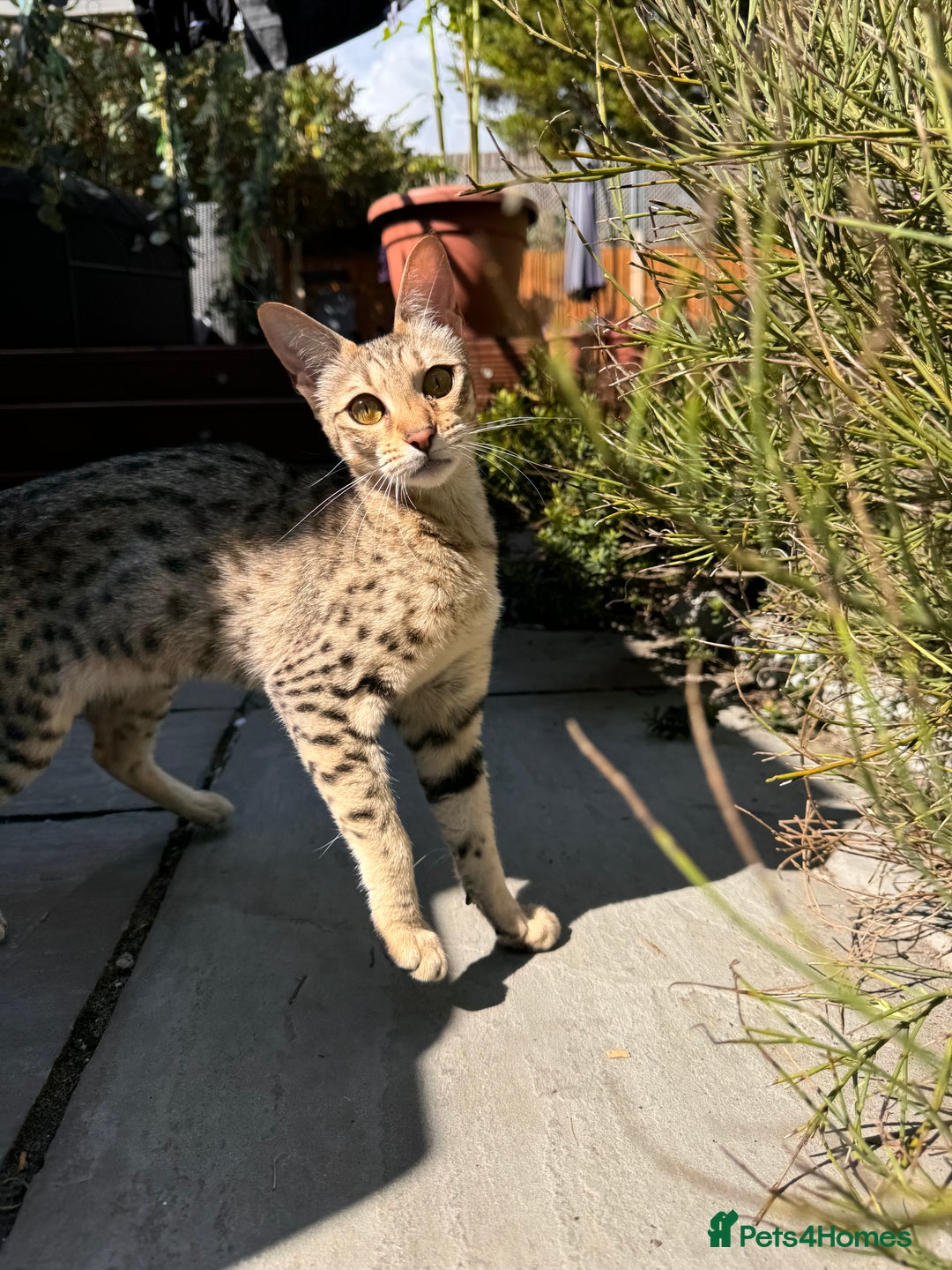 Savannah cats for sale: Beautiful F4 True to Type Savannah - Image 3