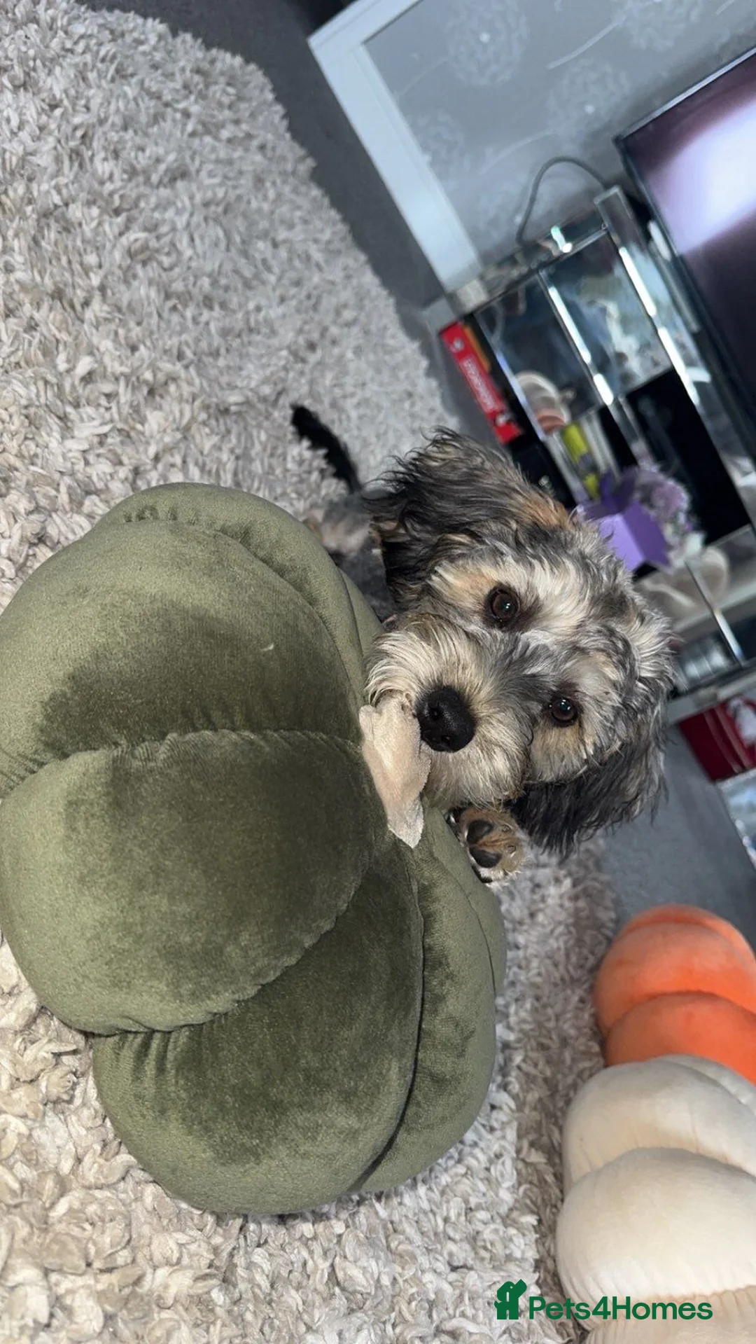 Yorkiepoo dogs for sale: For sale  - Advert 2