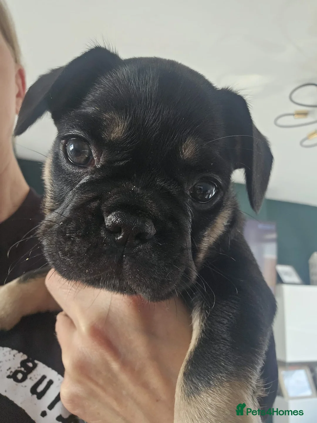 French Bulldog dogs for sale: French bulldog for sale  in Carlisle - Advert 5