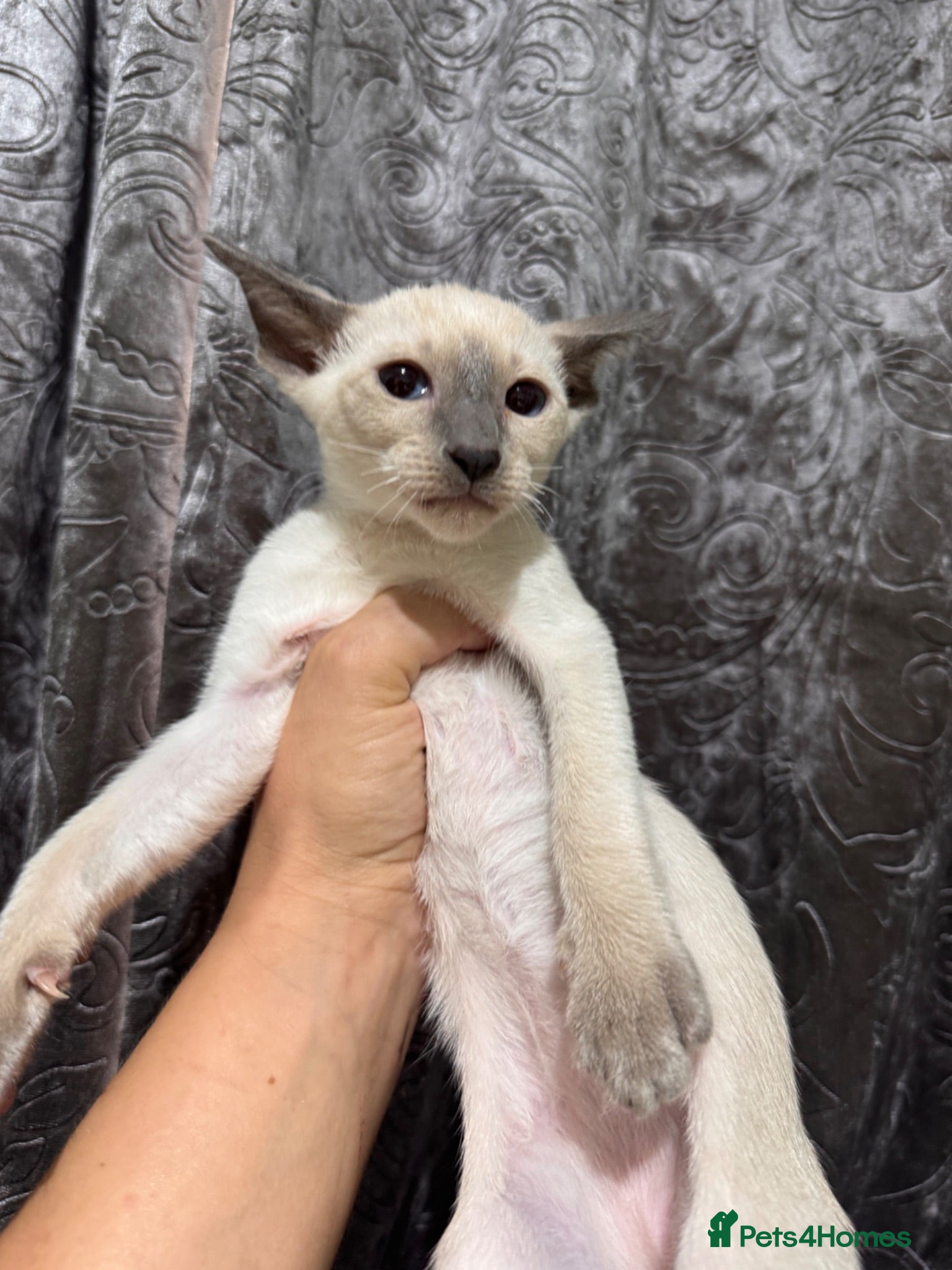 Siamese cats 4 affectionate Siamese kittens available  - Advert 2