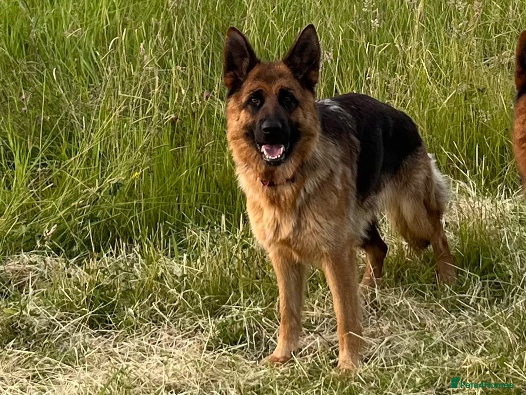 German Shepherd dogs for sale: Litter of puppies with a World Class Pedigree  - Advert 32