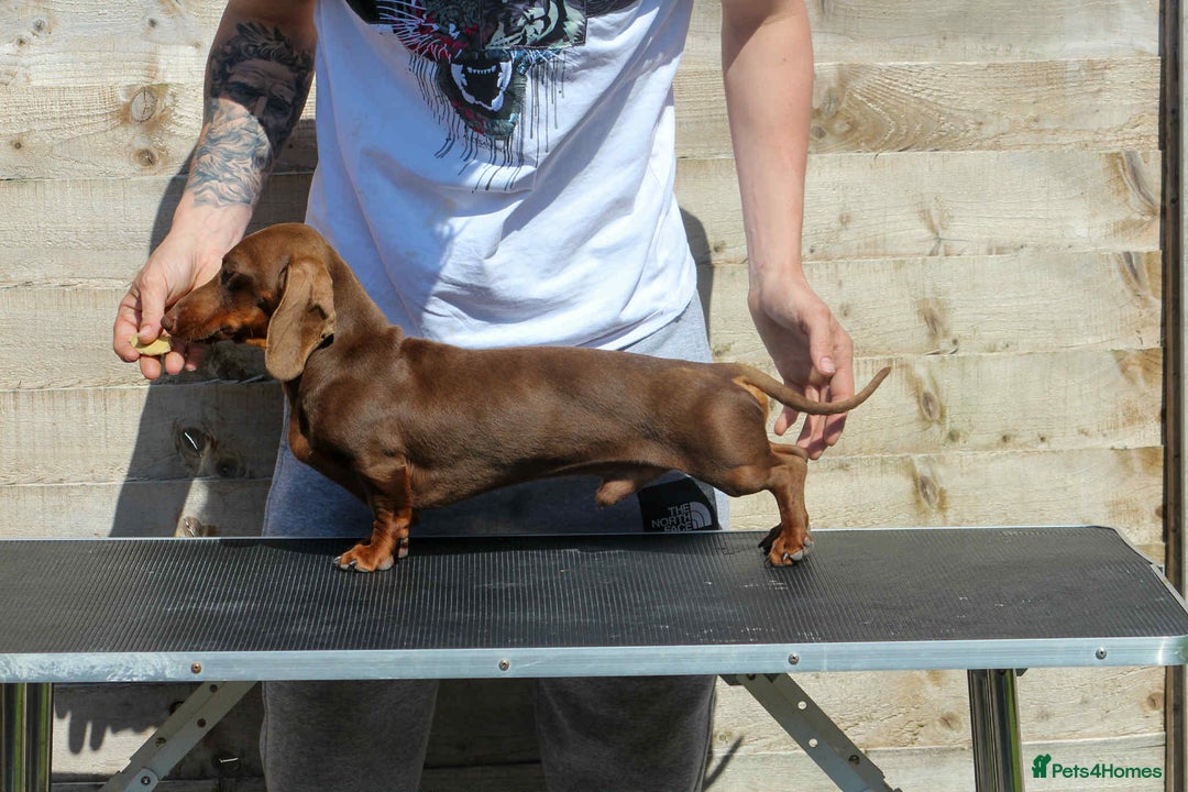 Miniature Dachshund dogs for sale: True Miniature Dachshund Puppies - Advert 28