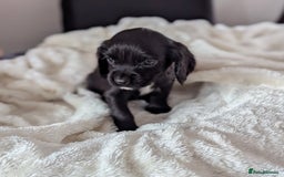 Cocker Spaniel dogs for sale: Beautiful black working cocker spaniel puppies  - Image 13