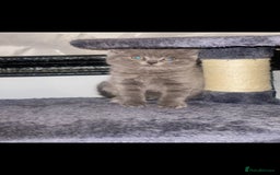 British Shorthair cats for sale: Beautiful Blue British Shorthair Kittens - Image 16