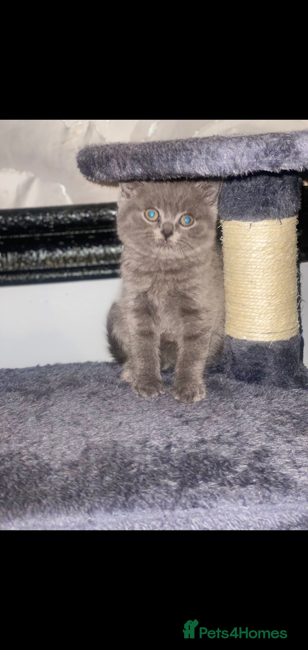 British Shorthair cats for sale: Beautiful Blue British Shorthair Kittens - Image 16