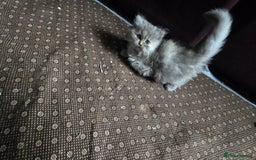 Ragdoll cats for sale: Ragdoll Kittens For Sale - Image 23