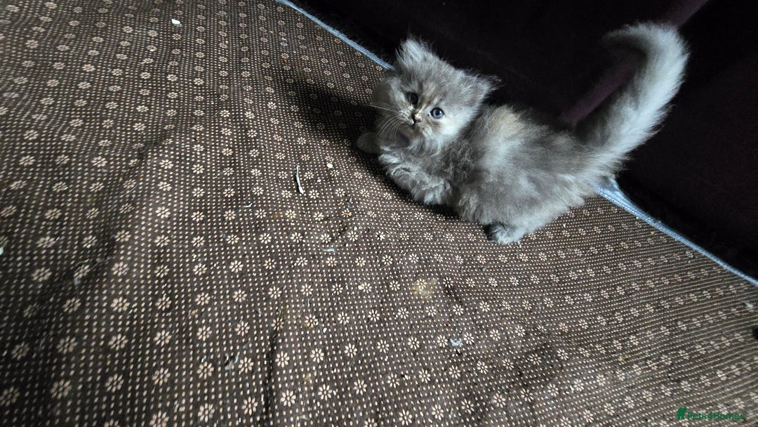 Ragdoll cats for sale: Ragdoll Kittens For Sale - Image 23