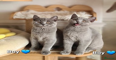 British Shorthair cats - Advert 9