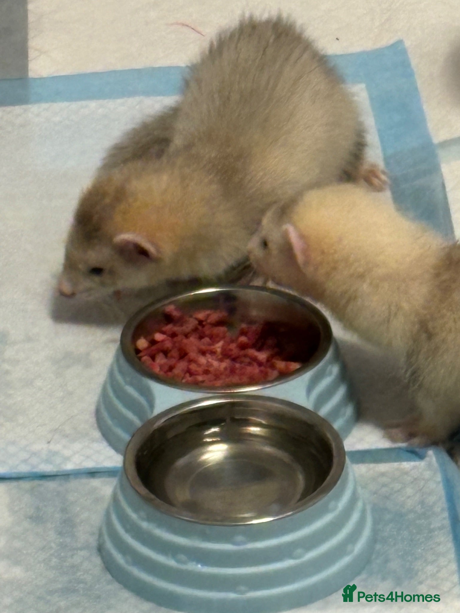 Ferret rodents 2x 10 week old ferrets for sale  - Advert 2