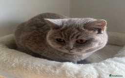 British Shorthair cats for sale: GCCF Registered Lilac British Shorthair Boy - Image 8
