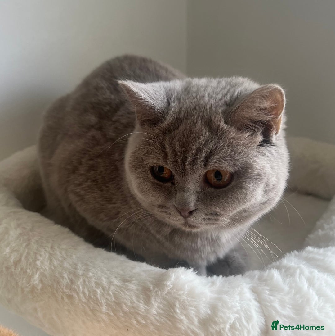 British Shorthair cats for sale: GCCF Registered Lilac British Shorthair Boy - Image 8