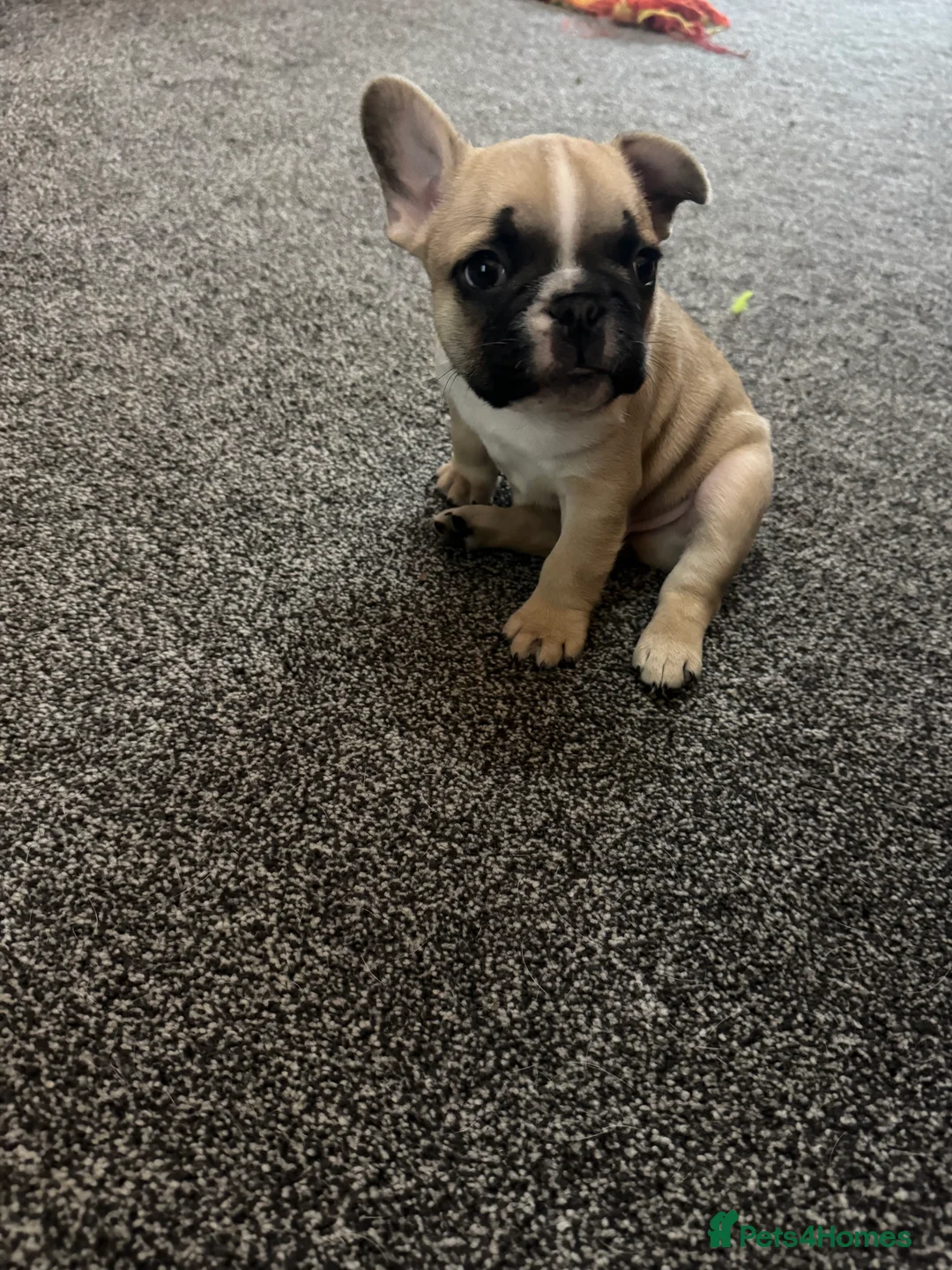 French Bulldog dogs for sale: DWKC Registered Puppies – Health Tested  - Advert 27
