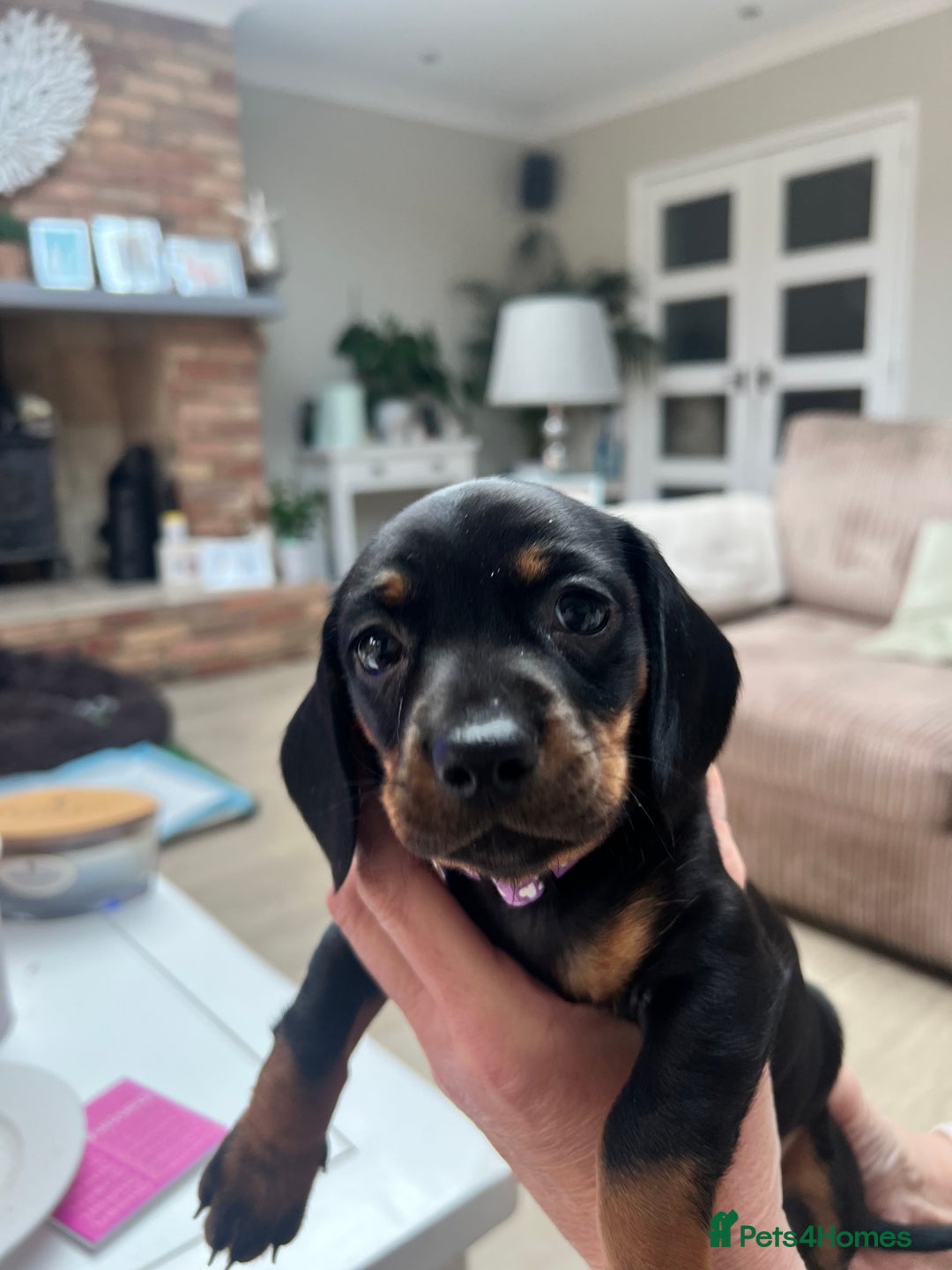 Dachshund dogs for sale: Standard Dachshund puppies for sale - Image 5