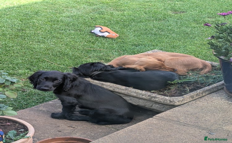 Sprocker dogs - Advert 2