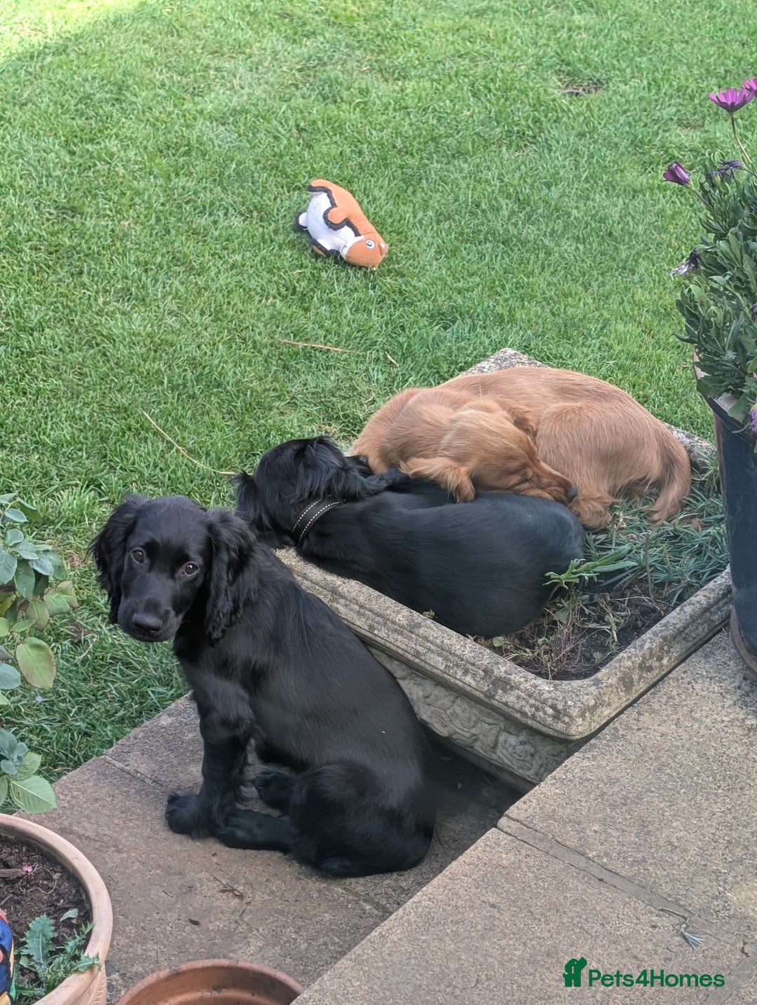Sprocker dogs for sale: Black male Sprocker Spaniel -- 12 weeks  - Image 7