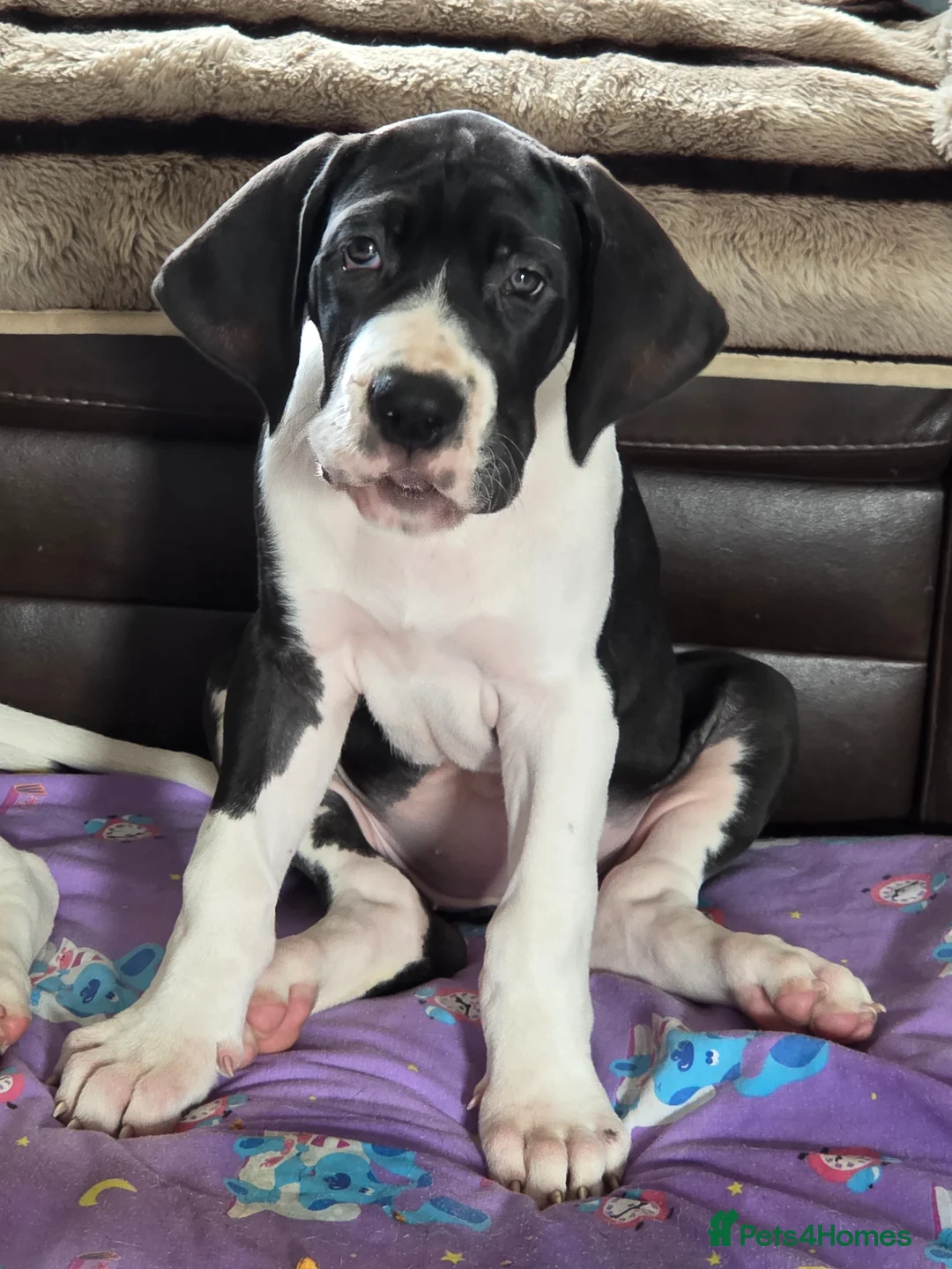 Great Dane dogs for sale: Greatdane puppies forsale - Advert 1