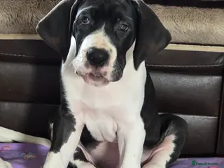 Great Dane dogs Greatdane puppies forsale - Advert 14